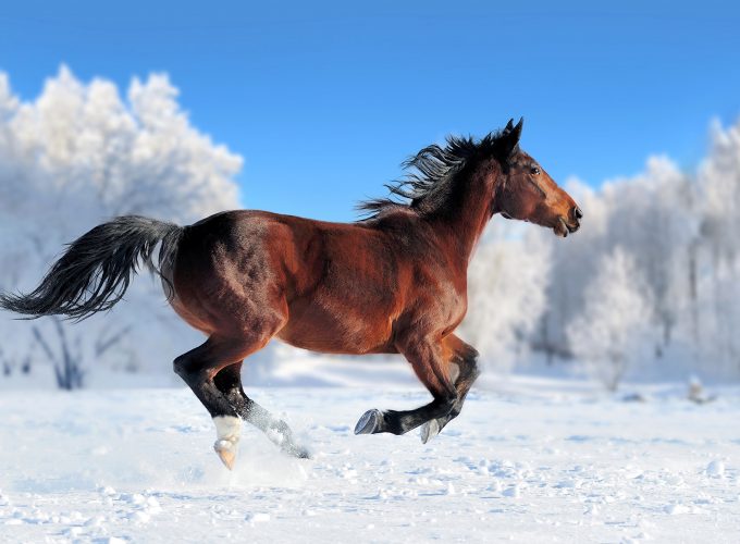 Wallpaper horse, cute animals, snow, winter, 4k, Animals 8060013154